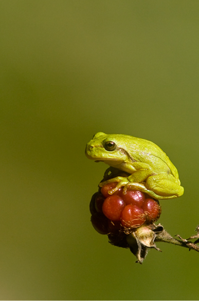 Natuur op het Kantelpunt