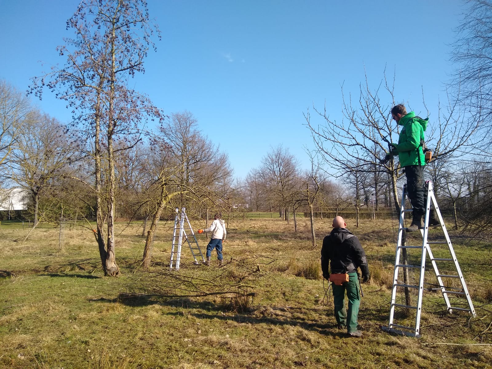 Workshop Hoogstam-fruitbomen snoeien