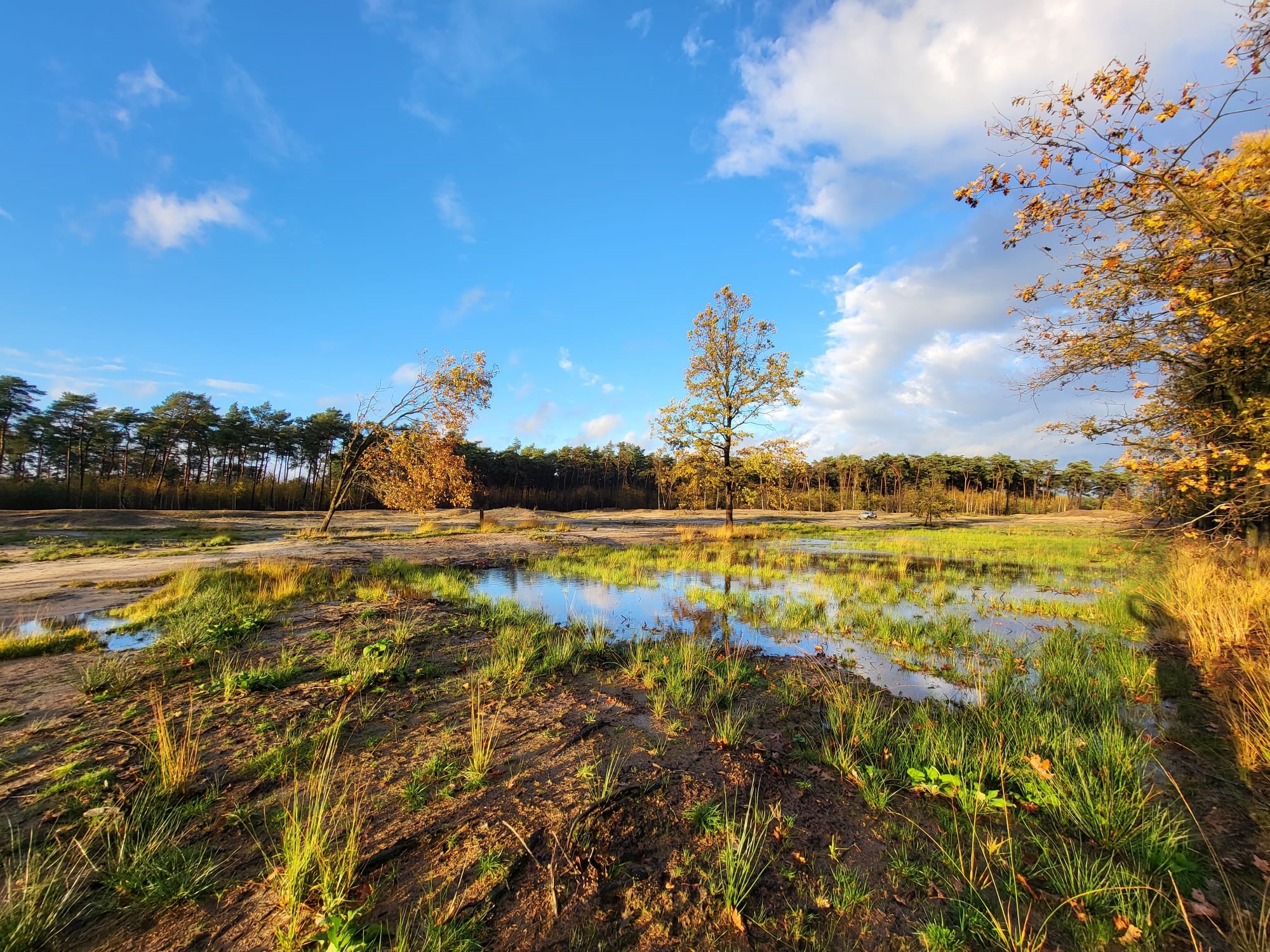 Natuur- en Landduinherstel in Wild- en Wandelpark Molenheide