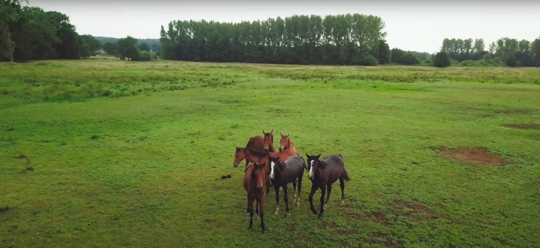 Samen op een goei wei: maak niet alleen je paard blij!