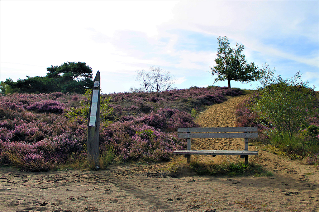 Landschapssterren